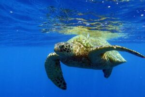 Turtle Canyon Waikiki Snorkel Adventure - The 3-Hour Flow: From Ala Moana to Reef Stops (and Back)
