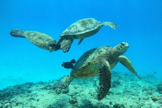 Turtle Canyon Waikiki Snorkel Adventure - The Crew Makes or Breaks It (And They Get Named)