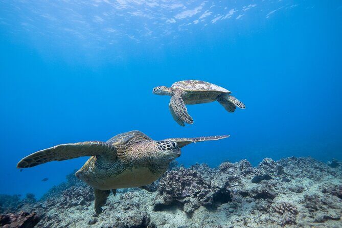 Turtle Canyon Waikiki Snorkel Adventure - For Non-Swimmers: Waikiki View Time