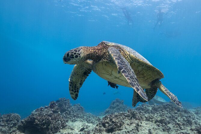 Turtle Canyon Waikiki Snorkel Adventure - Crowds and Choosing the Right Day