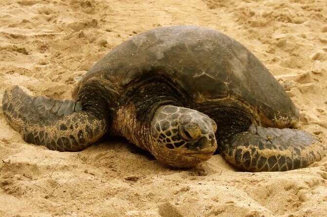 Unforgettable Day on Oahu | Small Group Circle Island Tour - Small-group comfort: pickup, van ride time, and pacing
