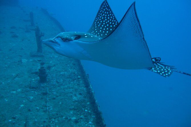 Waikiki 2 Tank World Class Wreck SCUBA Diving - Certified Only - Timing Rules That Can Ruin Your Schedule If You Ignore Them