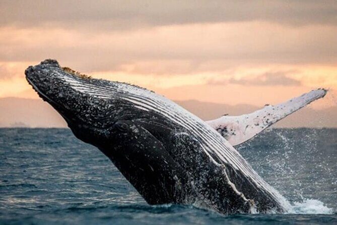 Waikiki Beach Glass Bottom Boat Cruise - Price and Value: Is $46 Worth One Hour?