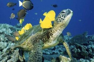 Waikiki Beach: Turtle Snorkeling and Sailing on Hāwea - Sail time to Turtle Canyon: how the crew sets you up for sightings