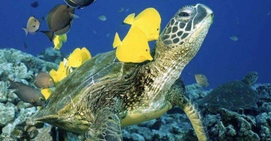 Waikiki Beach: Turtle Snorkeling and Sailing on Hāwea - Snorkeling at the sea turtle cleaning station: what to expect under the water