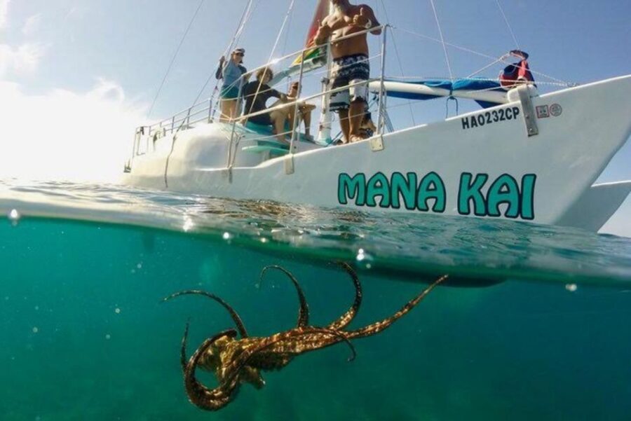 Waikiki Beach: Turtle Snorkeling and Sailing on Hāwea - The actual tour flow: from water time back to the catamaran cruise