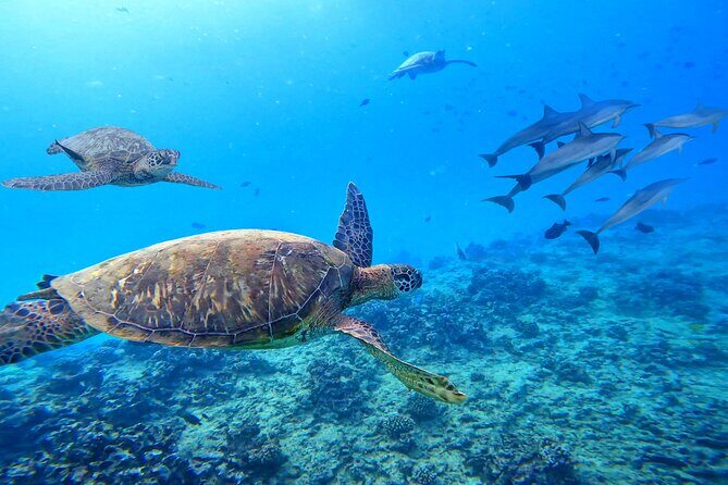 Waikiki Catamaran Escape: Snorkel with Turtles & Water Sports Fun - The Crew: This Trip Is Really About People (Not Just Boats)