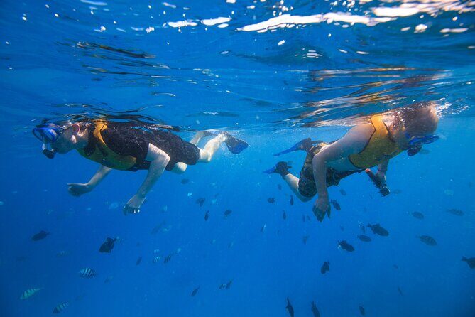 Waikiki, Hawaii: Deluxe Snorkel and Wildlife Cruise - Deluxe Snorkel That Doesn’t Leave You Sitting on Shore