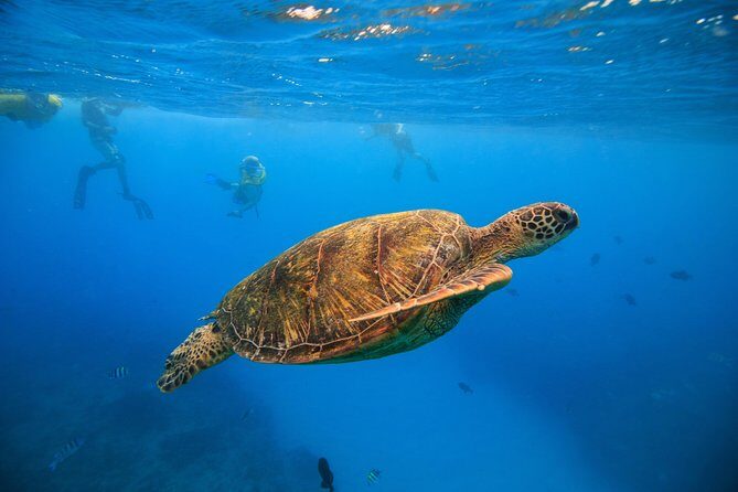 Waikiki, Hawaii: Turtle Canyon Snorkel Excursion - Key points before you book
