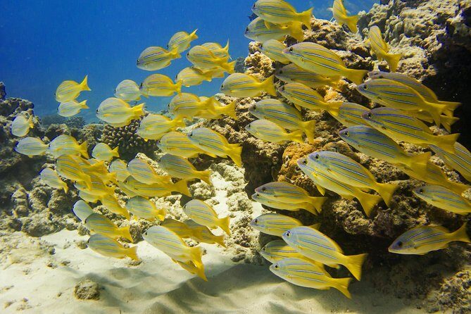 Waikiki, Hawaii: Turtle Canyon Snorkel Excursion - How the Guides Work: Safety Plus Better Seeing