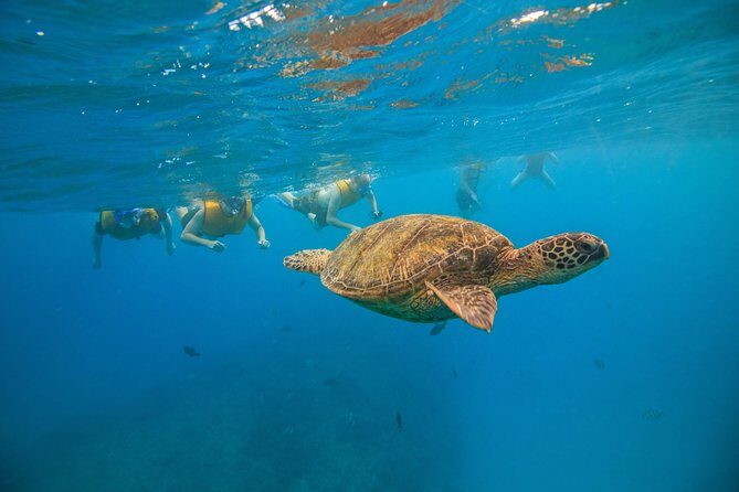 Waikiki, Hawaii: Turtle Canyon Snorkel Excursion - Boat and Gear: Clean Equipment Makes a Difference