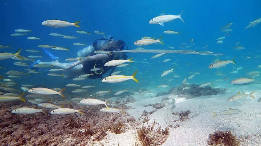 Waikiki: Honolulu Beginner Scuba Diving with Videos - The 10–15 minute shore briefing that sets the tone