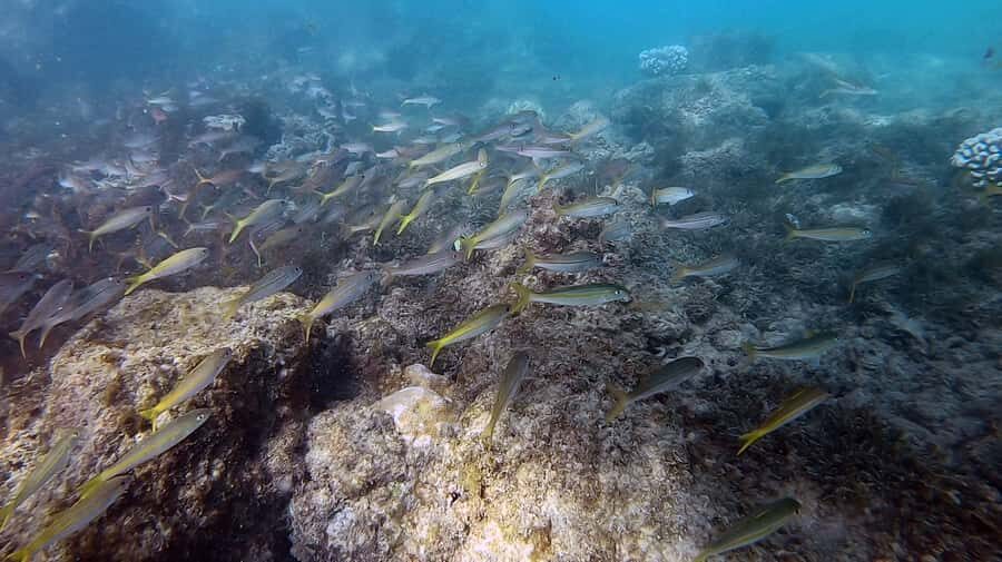 Waikiki: Honolulu Beginner Scuba Diving with Videos - Price check: how $79 holds up for a first scuba setup