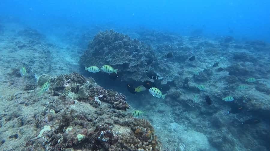 Waikiki: Honolulu Beginner Scuba Diving with Videos - Check-in near Lifeguard Tower 1G: timing and what to bring