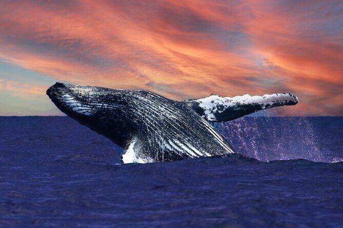 Waikiki, Oahu 2-Hour Whale Watching: Guaranteed Sightings - Key things to know before you go