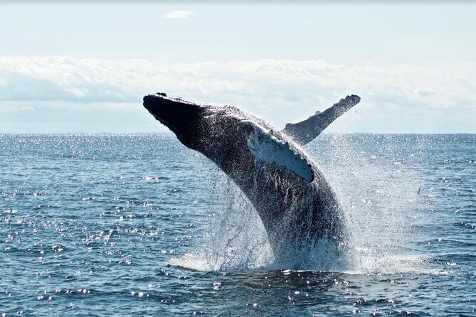 Waikiki, Oahu 2-Hour Whale Watching: Guaranteed Sightings - Booking details that matter once you’re on time