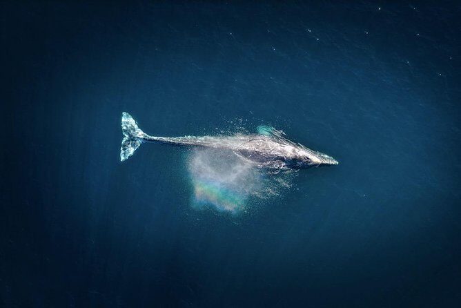 Waikiki, Oahu 2-Hour Whale Watching: Guaranteed Sightings - Who should book this whale watching cruise