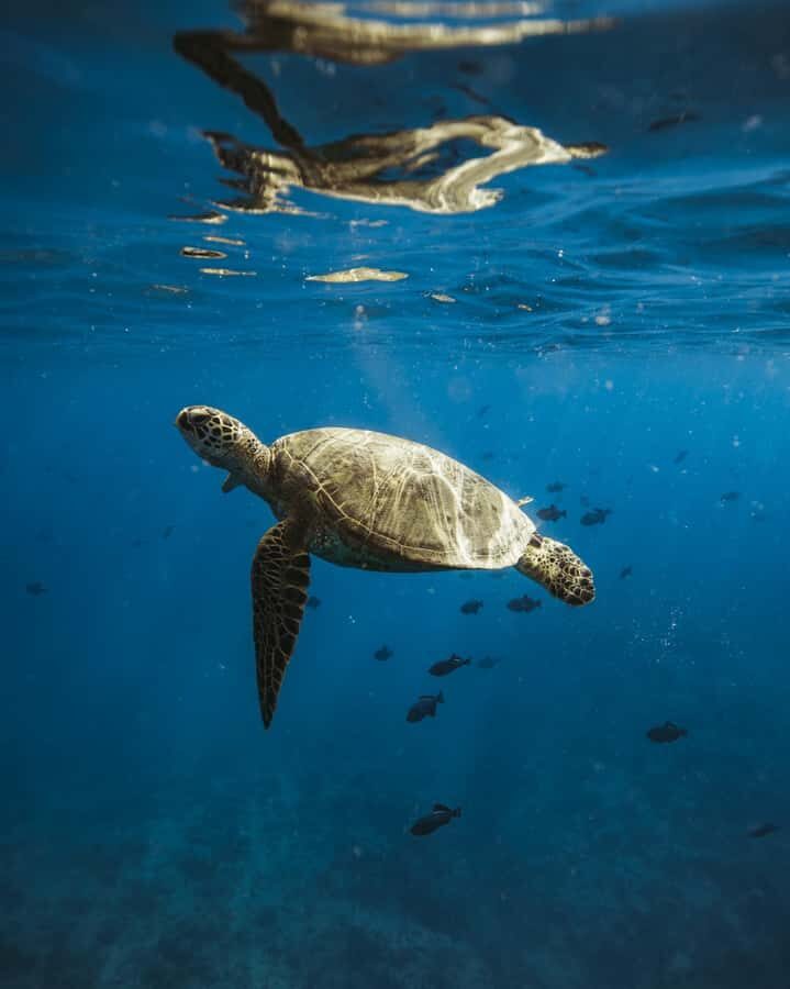 Waikiki: Sea Turtle Snorkeling, Small Group Boat Tour - Key highlights worth your time