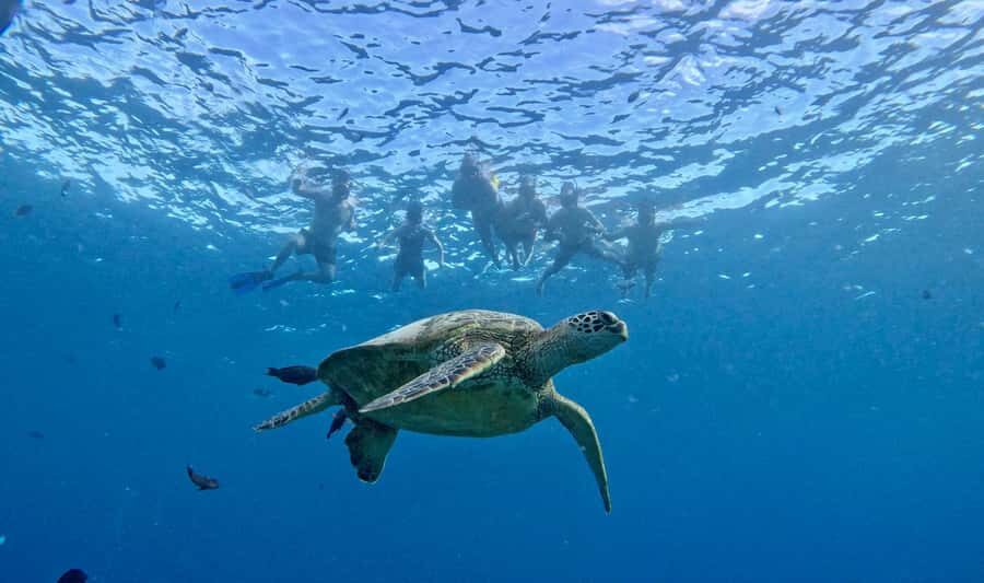Waikiki: Sea Turtle Snorkeling, Small Group Boat Tour - Snorkel time: how the guide keeps you close to turtles
