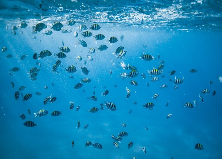 Waikiki: Sea Turtle Snorkeling, Small Group Boat Tour - Dolphins and whales you might spot (season matters)