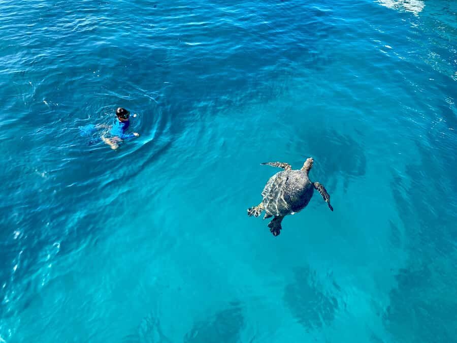 Waikiki: Sea Turtle Snorkeling, Small Group Boat Tour - The small-group catamaran: what “6 people max” feels like