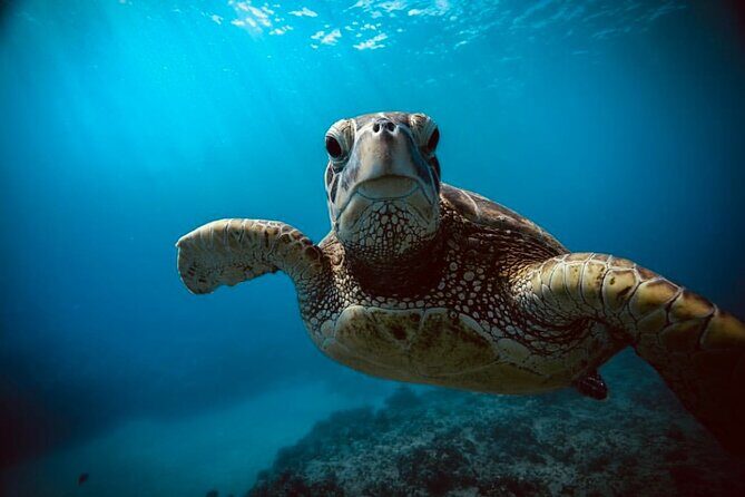 Waikiki small group turtle snorkeling & sailing - Early-Morning Sailing Out of Waikiki: Why Turtle Canyon Feels Better Before the Rush