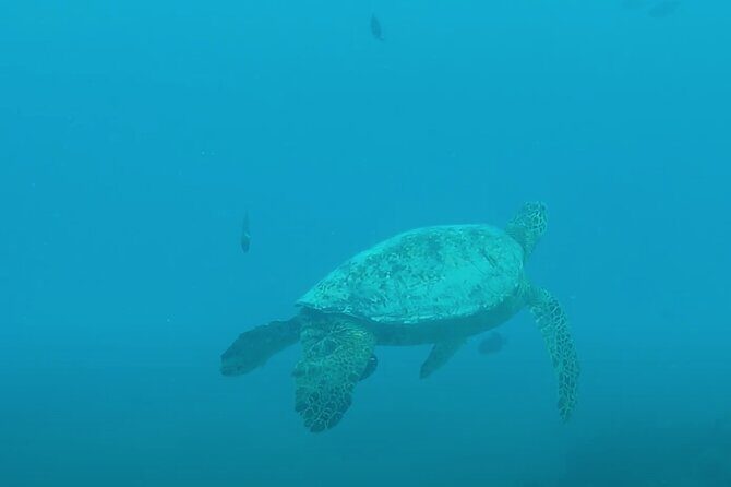 Waikiki Snorkel Tour - Boat Ride Reality: Comfortable Crew, But Water Can Feel Crowded