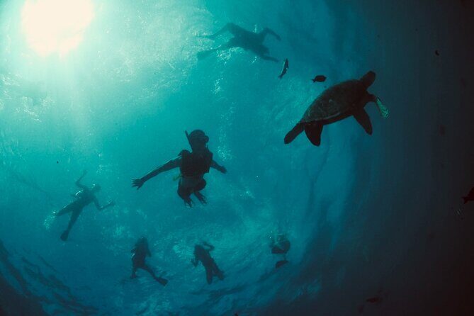 Waikiki Snorkel Tour - Turtle Canyons: The Shallow Cleaning Station Where Sea Turtles Show Up