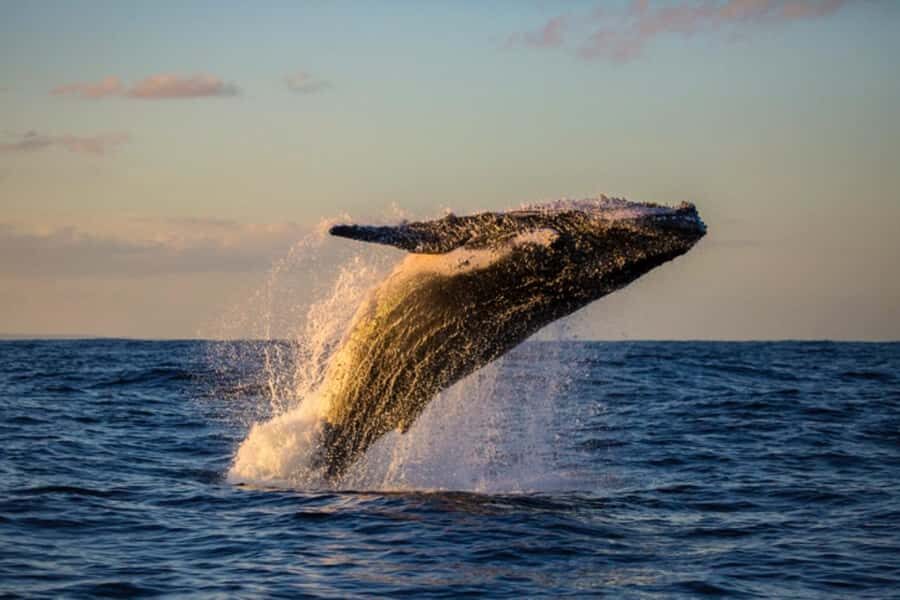 Waikiki: Sunset Whale Watching with 2 Drinks (BYOB-Friendly) - Key Highlights You’ll Notice Right Away