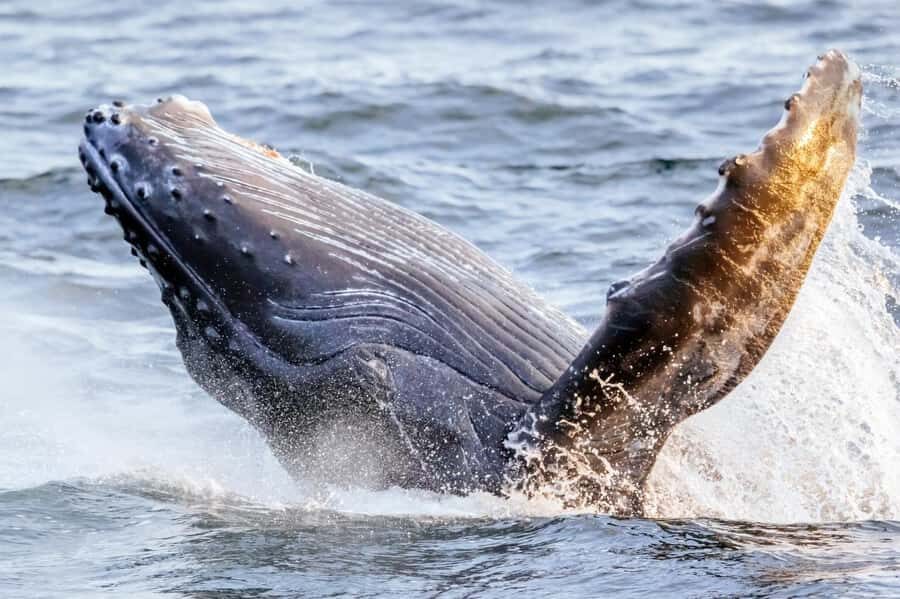 Waikiki: Sunset Whale Watching with 2 Drinks (BYOB-Friendly) - Why This Waikiki Sunset Cruise Works (Even If You’ve Been Nervous About Whales)