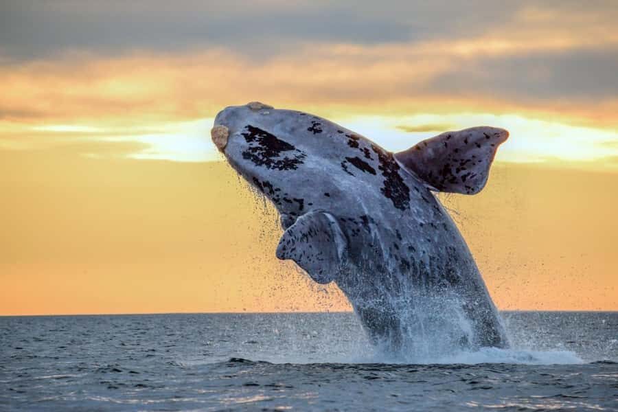 Waikiki: Sunset Whale Watching with 2 Drinks (BYOB-Friendly) - On Deck: Two Cocktails, Water and Lemonade, and a BYOB-Friendly Vibe