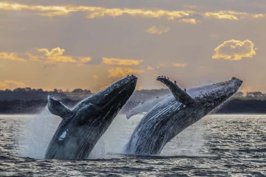 Waikiki: Sunset Whale Watching with 2 Drinks (BYOB-Friendly) - If No Whales Are Seen: How Reboarding Works