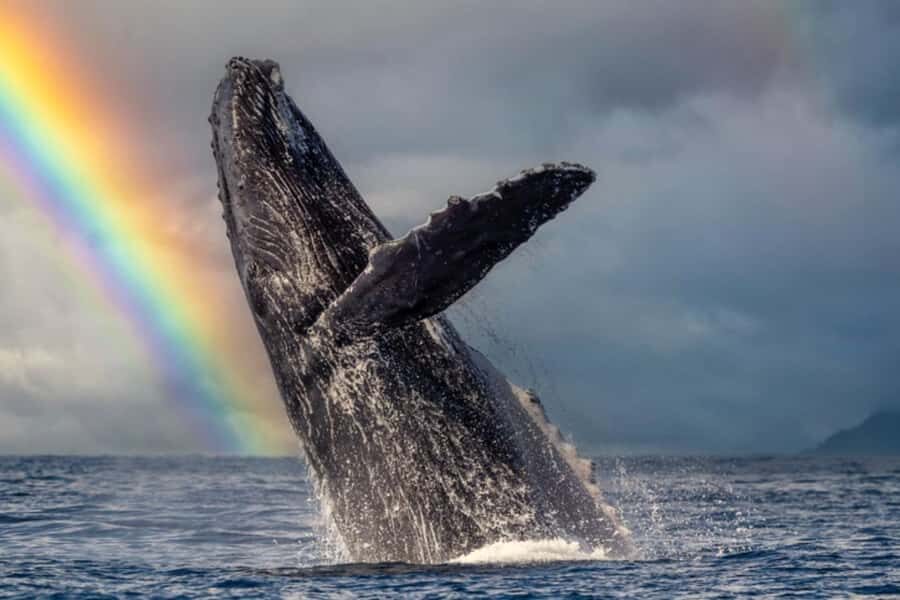 Waikiki: Sunset Whale Watching with 2 Drinks (BYOB-Friendly) - Who This Tour Fits Best (And Who Might Consider Another Option)