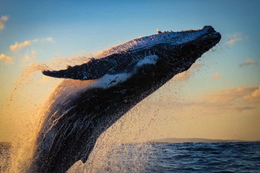 Waikiki: Sunset Whale Watching with 2 Drinks (BYOB-Friendly) - Getting to Pier E at Ala Moana: The Most Important Logistics Step