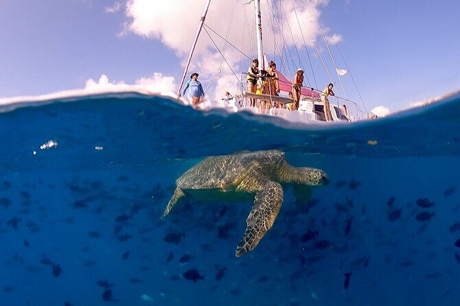 Waikiki: Turtle Canyon Snorkel - Waikiki to Turtle Canyon: how this 2-hour trip really plays