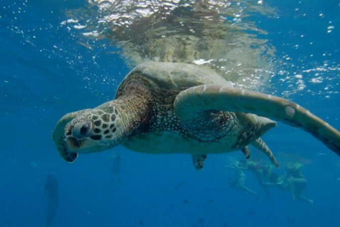 Waikiki: Turtle Canyon Snorkel - Turtle Canyon snorkeling: 30–45 minutes of guided wildlife time