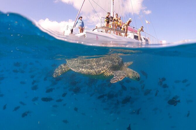 Waikiki: Turtle Canyon Snorkel - Gear, what to bring, and how to avoid common hassles
