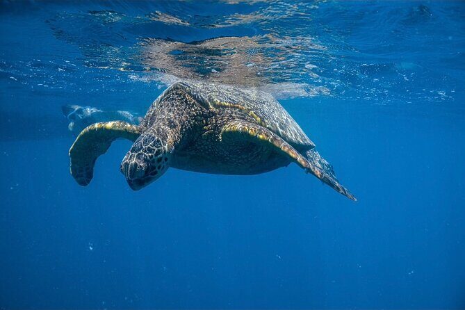 Waikiki Turtle Canyon Snorkel: Turtles Guaranteed - Turtle Canyon’s turtle guarantee, and what that means for you