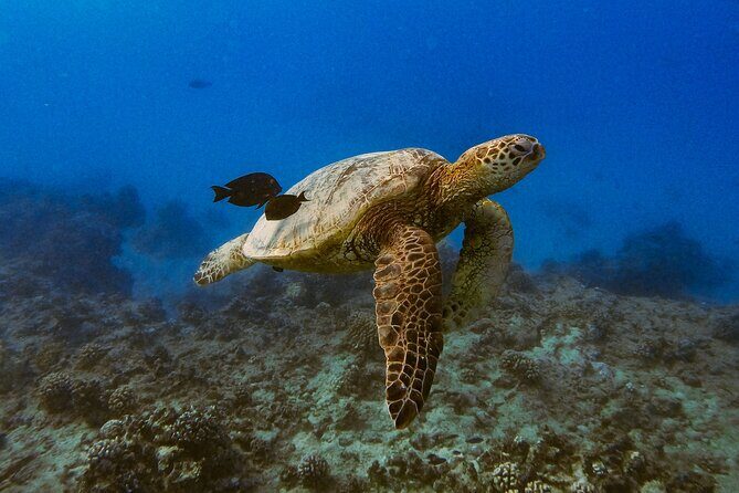 Waikiki Turtle Canyon Snorkel: Turtles Guaranteed - Honu rules: what you can do around sea turtles