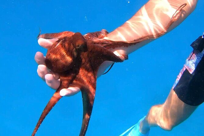 Waikiki Turtle Canyon Snorkel: Turtles Guaranteed - Beyond turtles: whales, dolphins, and reef life mix