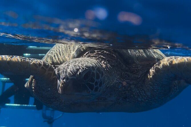 Waikiki Turtle Canyon Snorkel: Turtles Guaranteed - Diamond Head and the Waikiki coastline from the water
