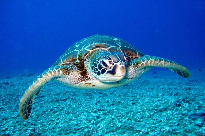 Waikiki: Turtle Canyon Snorkel - Meeting at Pink Sails Waikiki without getting lost