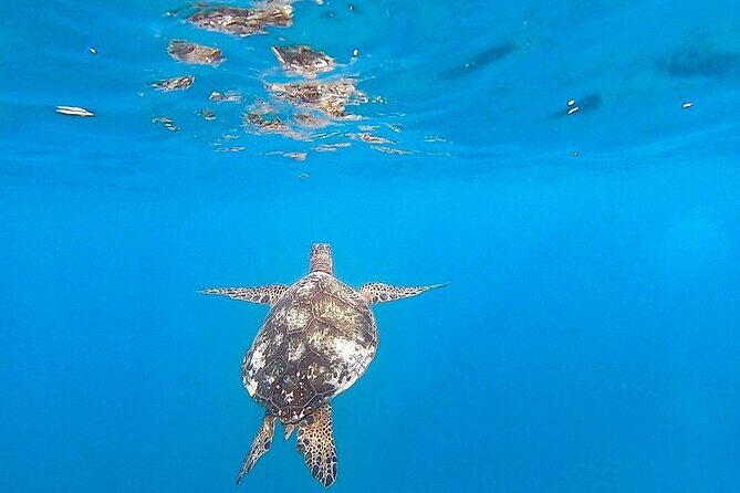 Waikiki Turtle Snorkel and Sail on Hawea Catamaran - Food and Comfort on Board: More Than a Perk