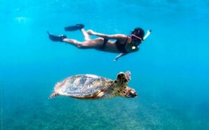 Waikiki: Turtle Snorkeling Cruise with 20ft Jumping Platform - What’s included (and what you’ll need to bring)