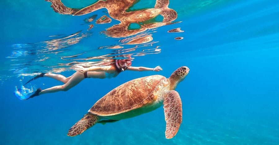 Waikiki: Turtle Snorkeling Cruise with 20ft Jumping Platform - What the crew vibe is like (and why it matters)