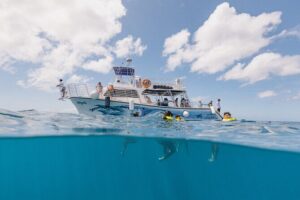 Waikiki Turtle Snorkeling Tour with Complimentary Trolley Ride - Waikiki trolley to boat: the easiest way to start snorkeling day