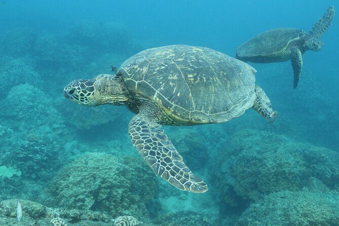 Waikiki Turtle Snorkeling Tour with Complimentary Trolley Ride - Wildlife bonuses: spinner dolphins and humpback whale season