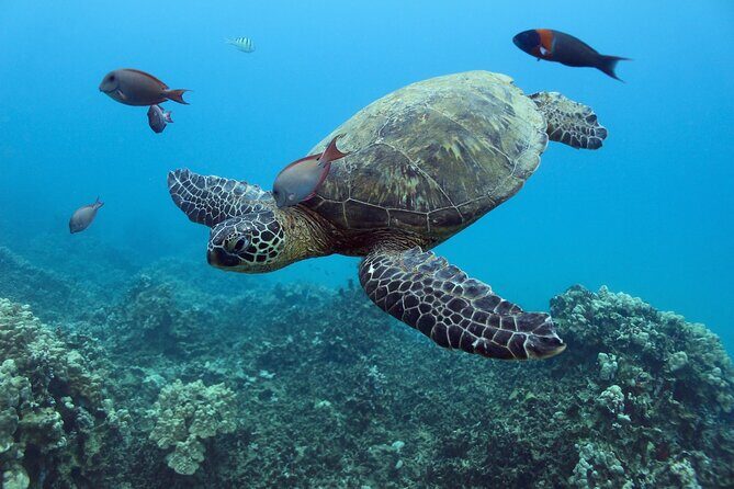 Waikiki Turtle Snorkeling Tour with Complimentary Trolley Ride - Price and value: is $100.80 worth it?
