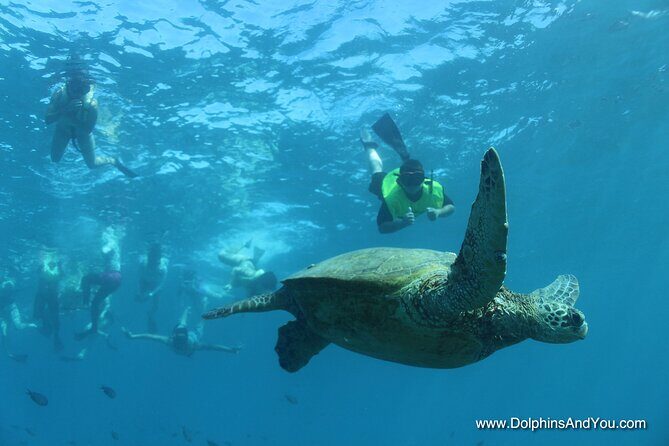 Waikiki Turtle Snorkeling Tour with Complimentary Trolley Ride - Who this tour is best for (and who might want a different style)