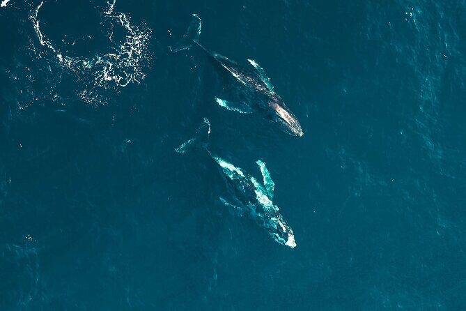 Waikiki Whale Watching Cruise - What’s Included Onboard: Mai Tai, Restroom, and a Licensed Guide